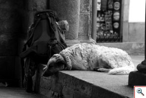 El perro