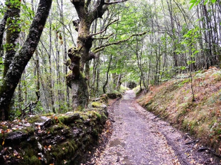 Camiño Portugués: El Camino desde Porto hasta Ponte de Lima.